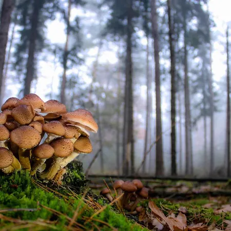 בית נופש Kuifmees *