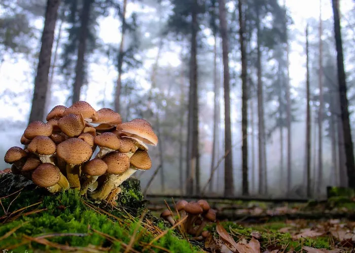 Semesterbostad Kuifmees *