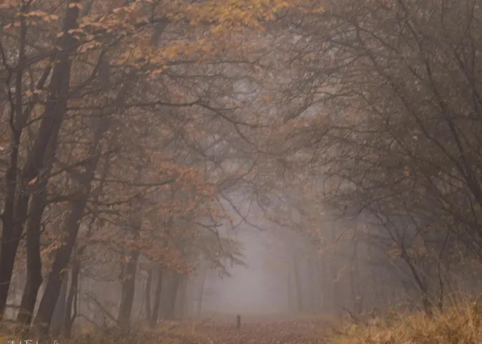 בית נופש Kuifmees הושורסט