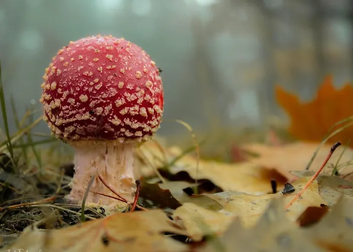 Kuifmees בית נופש הושורסט